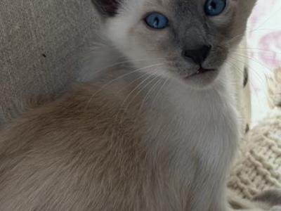 Oriental Siamese Lilac Point - Oriental - Gallery Photo #1