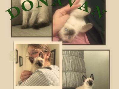 Skylar's Siamese Babies - Siamese - Gallery Photo #1