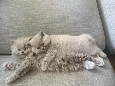 British Shorthair - British Shorthair - Gallery Photo #1