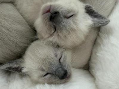 Siamese Seal And Lilac Point - Siamese - Gallery Photo #1