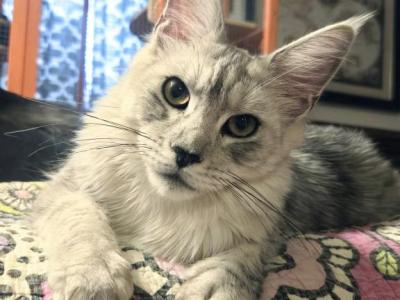 Roxette - Maine Coon - Gallery Photo #1