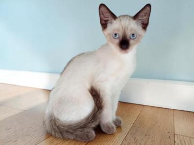 Tippy - Siamese - Gallery Photo #1