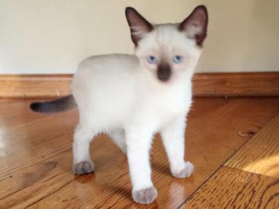 Siam - Siamese - Gallery Photo #1