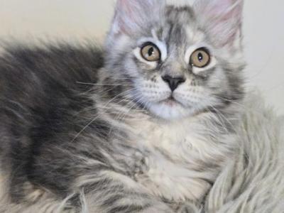 Sandra Polydactyl - Maine Coon - Gallery Photo #1