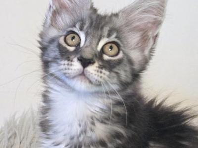 Shakira - Maine Coon - Gallery Photo #1