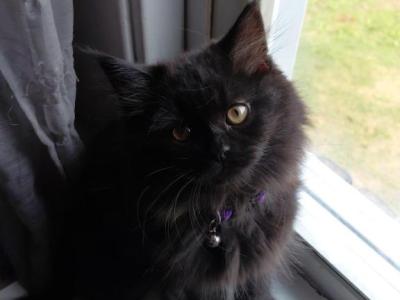Last One Maine Coon Dollface Persian Hybrids - Maine Coon - Gallery Photo #1