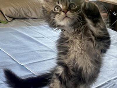 LapCats Maine Coon Kittems - Maine Coon - Gallery Photo #1