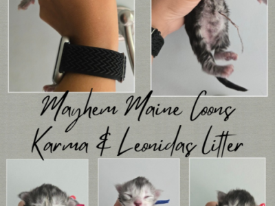 Karma X Leo Litter - Maine Coon - Gallery Photo #1