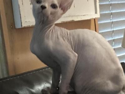 White Blue Eye Male - Sphynx - Gallery Photo #1