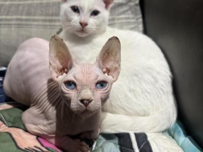 Coated Odd Eye - Sphynx - Gallery Photo #1