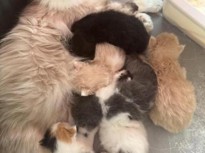 RagdollCherubim - Ragdoll - Gallery Photo #1