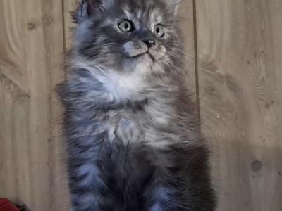 Lilacs Litter - Maine Coon - Gallery Photo #1