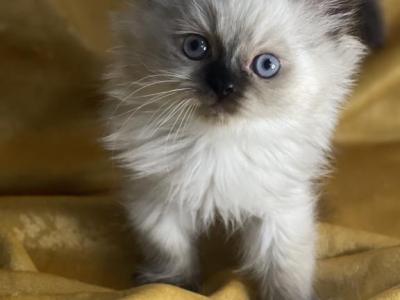 Cody - Himalayan - Gallery Photo #1