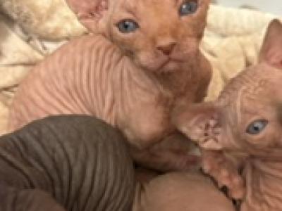 Sake's Litter 2 - Sphynx - Gallery Photo #1