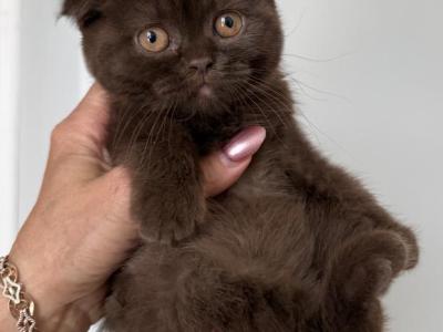 Younger Scottish Fold Chocolate Female - Scottish Fold - Gallery Photo #1