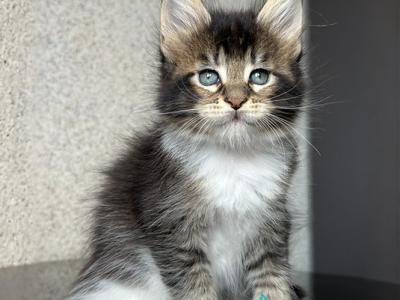 Sirius Stormvalley - Maine Coon - Gallery Photo #1