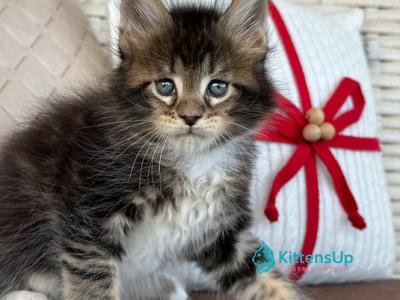 Severin - Maine Coon - Gallery Photo #1