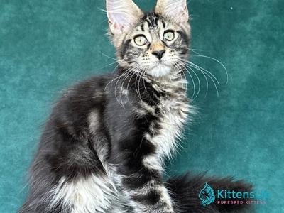 Indy Polydactyl - Maine Coon - Gallery Photo #1