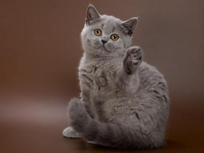 Olwen - British Shorthair - Gallery Photo #1