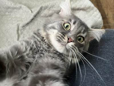 BACARI BLUE MAINE COON ADULT MALE - Maine Coon - Gallery Photo #1