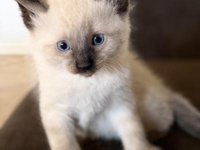 Muffin - Ragdoll - Gallery Photo #1