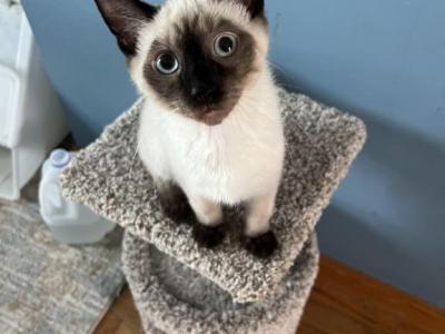 Yoshie - Siamese - Gallery Photo #1
