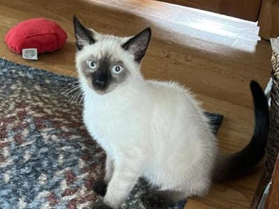 Cam - Siamese - Gallery Photo #1