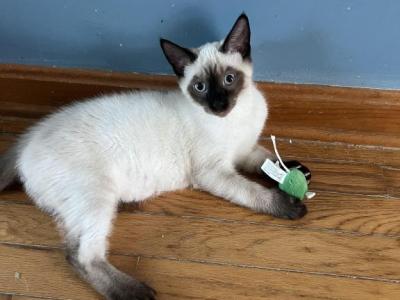 Theo - Siamese - Gallery Photo #1