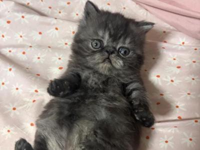 Exotic Persian Black & Silver Patched Tabby - Exotic - Gallery Photo #1
