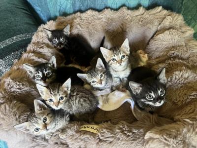 Kittens - Bengal - Gallery Photo #1