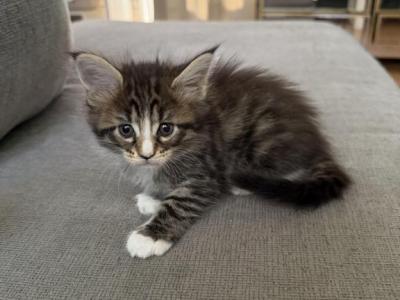 Barbi - Maine Coon - Gallery Photo #1