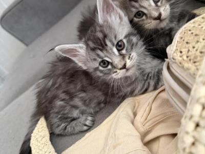 Bianca - Maine Coon - Gallery Photo #1