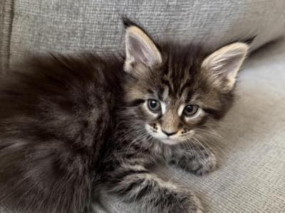 Bonny - Maine Coon - Gallery Photo #1