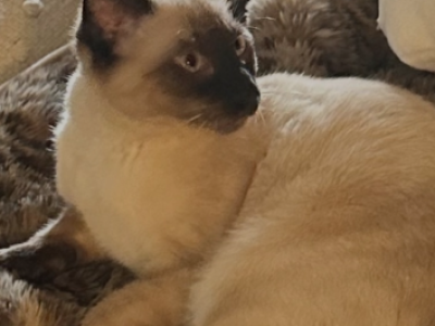 Diamond - Siamese - Gallery Photo #1
