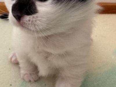 ZEUS - Domestic - Gallery Photo #1