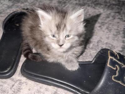 Brad - Maine Coon - Gallery Photo #1