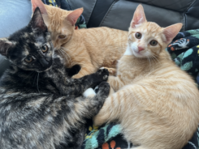 Free Cats Looking For A Safe Home - Domestic - Gallery Photo #1
