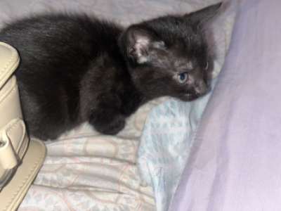 Free Kittens To Adopt - Domestic - Gallery Photo #1