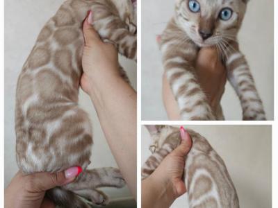 Aspen - Bengal - Gallery Photo #1