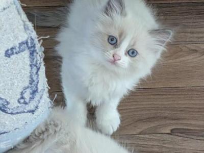 Yellow Collar - Ragdoll - Gallery Photo #1