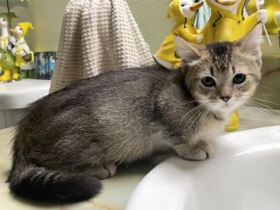 Ticked Tabby Short Legged Boy - Munchkin - Gallery Photo #1