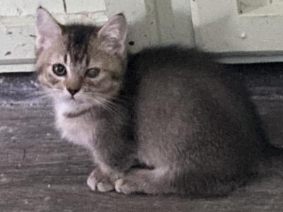 Ticked Tabby Short Legged - Ragamuffin - Gallery Photo #1