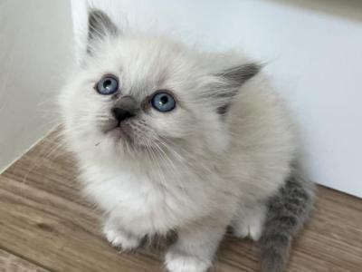 Blue Point Ragdoll Girl - Ragdoll - Gallery Photo #1