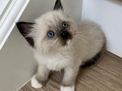 Seal Point Ragdoll Female - Ragdoll - Gallery Photo #1