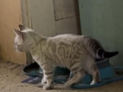 Victor - Bengal - Gallery Photo #1
