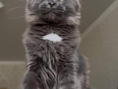 Lion Nikira Light - Maine Coon - Gallery Photo #1