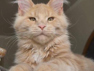 Marzipan Nikira Light - Maine Coon - Gallery Photo #1
