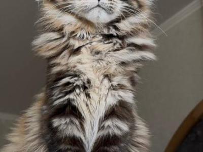 Mon Amour Nikira Light - Maine Coon - Gallery Photo #1