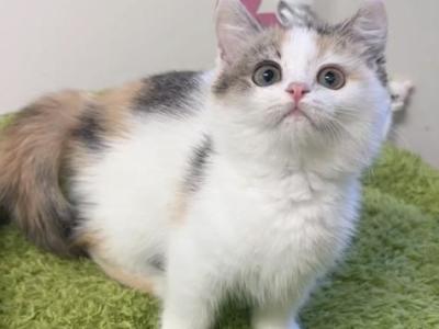 Lili - Munchkin - Gallery Photo #1