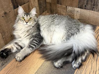 Maine Coon Ruby - Maine Coon - Gallery Photo #1